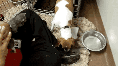 allhailtaytay:longdickdezzy:caralarm-bicycles:clairegatsby:gifsboom:Video: Dog Fostering Kittens Wit