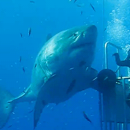 gentlesharks:  harleyismyhero: gentlesharks: Deep Blue is a 20 ft long Great White.