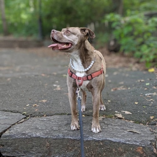 Working her angles #rosieblog #velvethippo #latergram (at The Blockhouse)https://www.instagram.com/