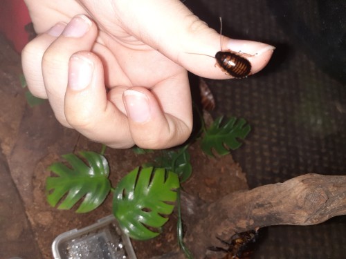 Hisser Photo Dump
