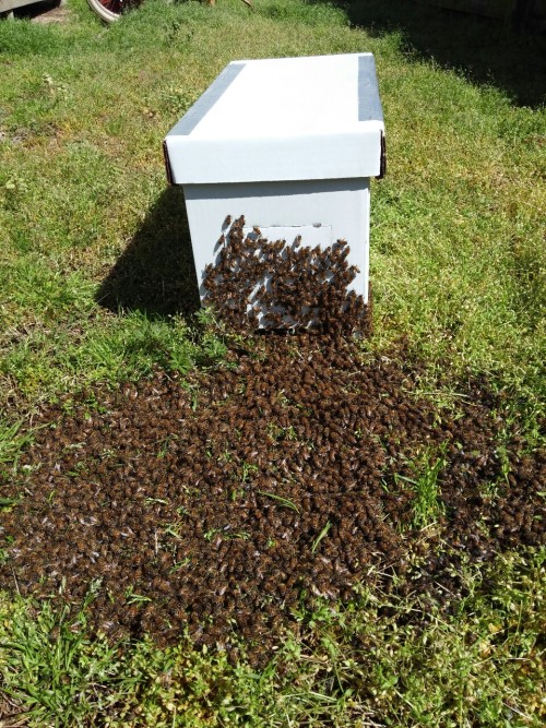 Thanks to a call from some local good samaritans, we were able to rescue this swarm of about 6,000 h