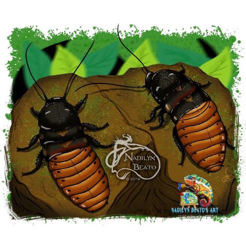 Madagascar Hissing Cockroaches for today&rsquo;s Daily Creature Illustration ☺️ You can find pri