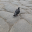 pigeonagenda