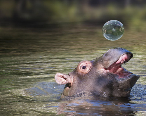 archiemcphee:Because sometimes what you need most is baby hippos, lots of baby hippos.Head over to B