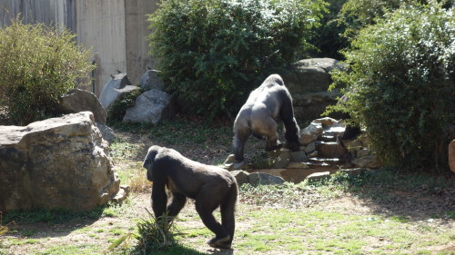 Western lowland gorillas at the Smithsonian National Zoo in Washington D.C.