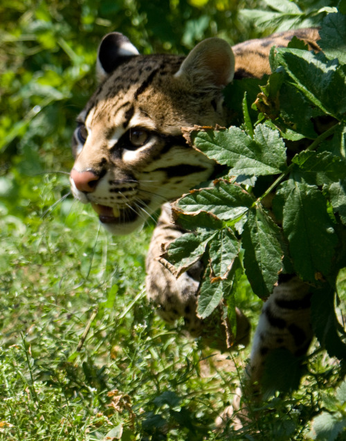 Ending off today’s picture spam with an ocelot.
Ocelot trivia: Ocelots are a South and Central American breed of wild cat, in the lesser cat family (they are related to domestic cats). Ocelots have been distributed extensively over South America...