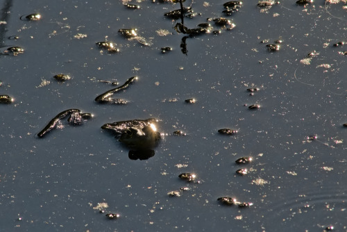 Sun reflecting in adrk water