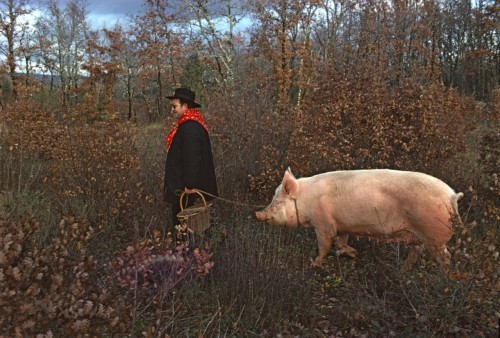 killing-the-prophet:A hunter with his farmer’s specially trained pig sniffing for truffle mushrooms,