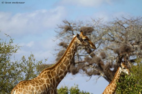 Africa’s Skyscrapers… by leendert3 Wild South Africa Kruger National Park ….with