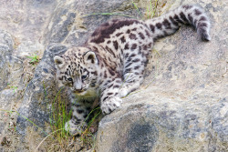 funnywildlife:  Getting down the rock by Tambako the Jaguar on Flickr.#Cute#Snow Leopard#Nature#Photo