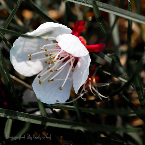 MORE apricot blossoms!