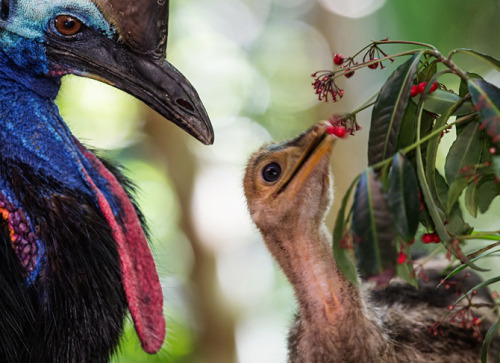 scienceyoucanlove:  Big Bird: In the far north of Australia the cassowary plays a central role in shaping the rain forest. By Olivia Judson Photograph by Christian Ziegler  On the ground in front of me there’s a large round pile of what looks like
