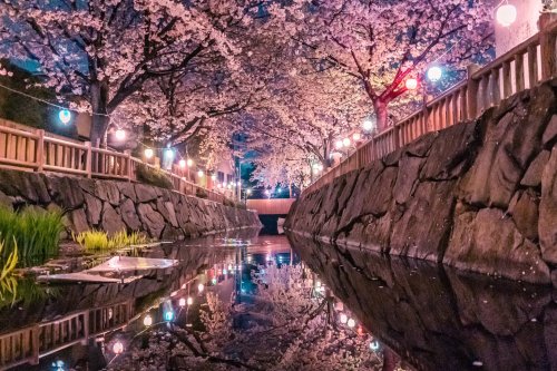 tanuki-kimono: Yozakura (nighttime cherry blossoms) in Kagawa, magical pictures by Mitani Yukari