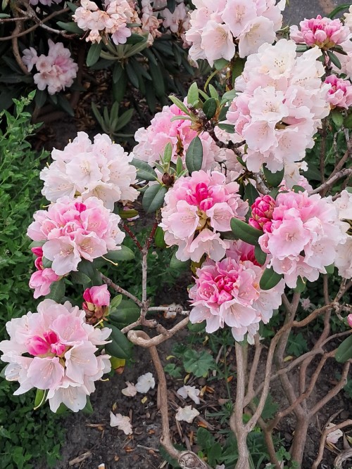 For You @violetsdaisy Feel Free To Use Them However You Like.