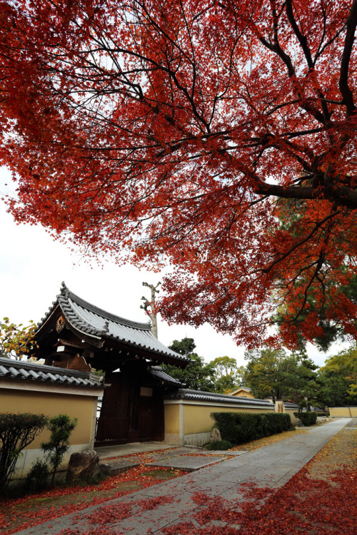 agreeing123123-deactivated20140: The most beautiful season in Kyoto By Teruhide Tomori