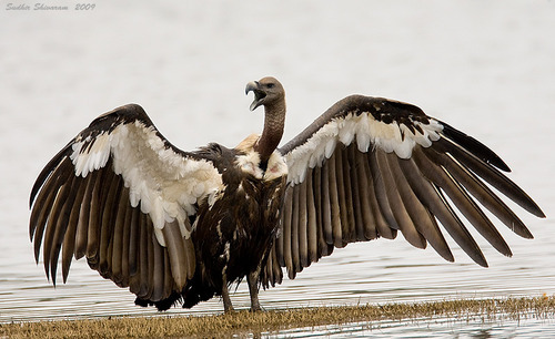 dezzoi:  Turkey Vulture Black Vulture King Vulture Greater and Lesser Yellow Headed
