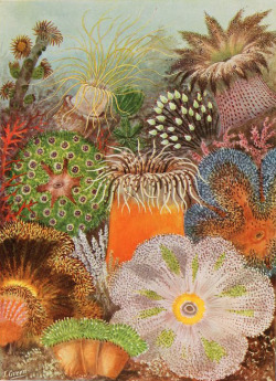 boudhabar: Antique Sea Anemone Print 1920