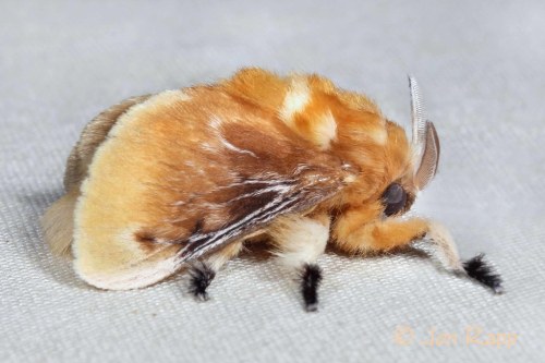 Moth Of The Week