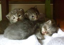 the-cute-kitten:  Our new kittens!