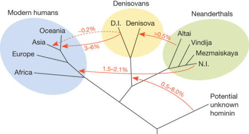 sagansense: Neanderthal Genome Shows Early Human Interbreeding, Inbreeding Dec. 18, 2013 — The
