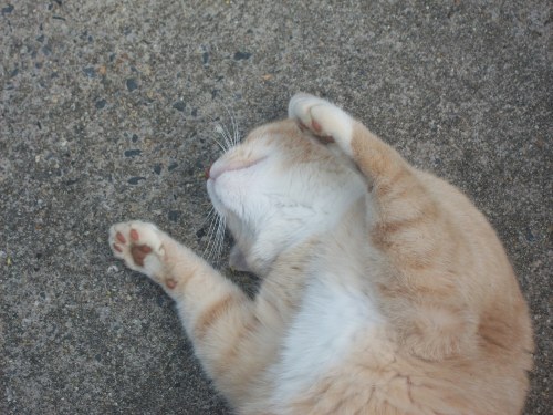 Strays who let you rub their belly ^-^ ♥(Submitted by Meow)