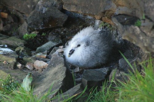 crisscrosscutout:Northern Fulmar fluff puff chick looking snug in the nest ledge 