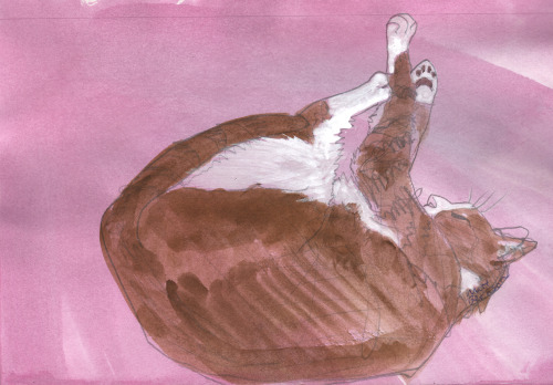 5x8" Graphite, watercolor, and ink on paper Here’s a collection of cat drawings that were in a sketchbook I finally scanned, as I only recently got a scanner.   My fav might be the nommin’ cat, ‘cause dude, cats’re hungry.