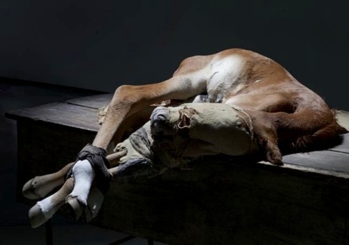 Berlinde de Bruyckere — to Zurbaran, 2015, (at Hauser &amp; Wirth New York). Horse skin, f