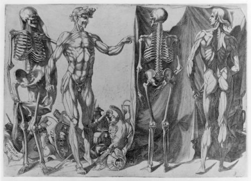 Two Flayed Men and Their Skeletons by Domenico del Barbiere (1540-45)