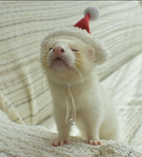 Ferret Skipped Thanksgiving