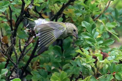 Greenfinch/grönfink.