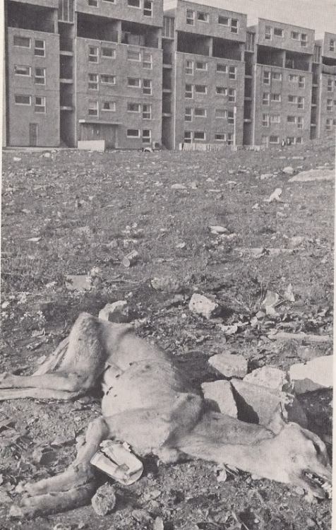 threecheersfortheundertaker: Lower Shankill Estate, West Belfast (1980s).