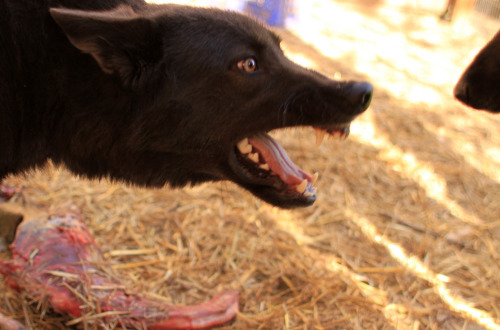 Proper Wolfdog Care