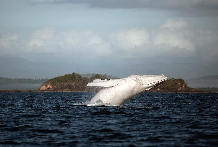 nubbsgalore:  migaloo, one of only two known all white humpback whales, was photographed