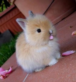lolcuteanimals:Bunny nibbling on pink flower