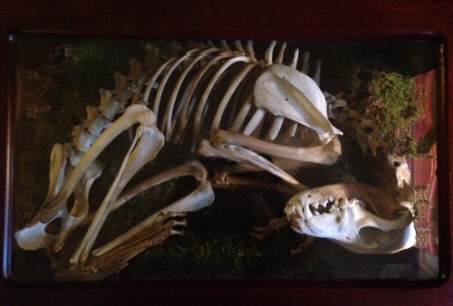 topaz4girll:Coyote skeleton sleeping inside of a table. Had a lot of fun with this project!