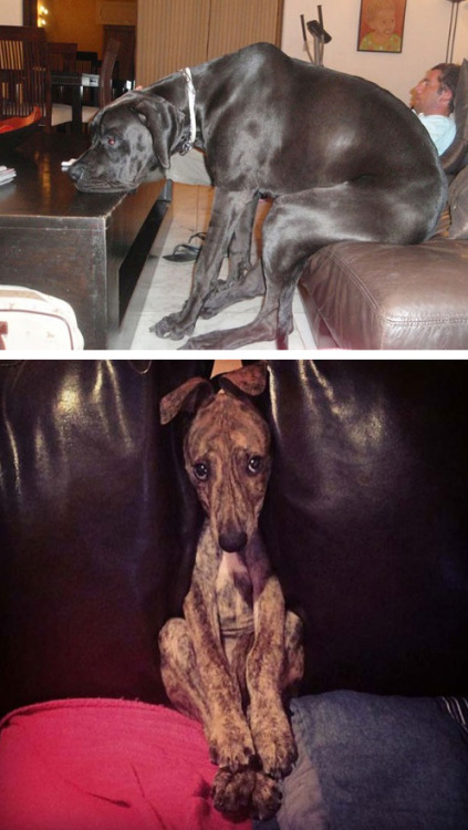 nuclearvampire:feelingswithbrandy:tastefullyoffensive:Cats and Dogs vs. Furniture [via]Previously: B