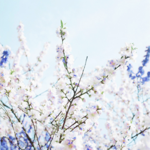 hokkaiiido:  credit 