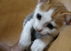 funny-gifs-videos:  Life insurance and car insurance is necessarry Check out bloghttp://funny-gifs-videos.tumblr.com/tagged/insurance