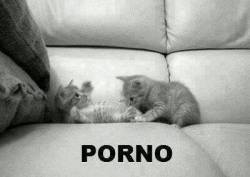 Porno kittehs