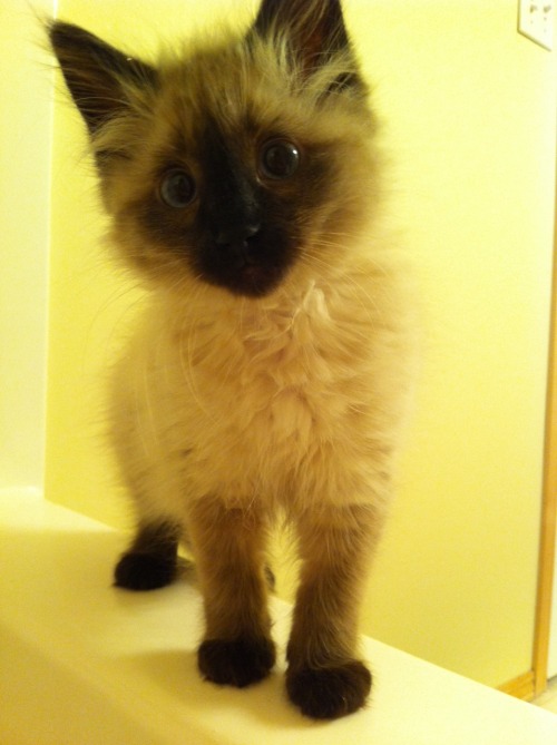 This is Willow, she’s a seal-point siamese crossed with a rag doll. I would like to submit a bunch o