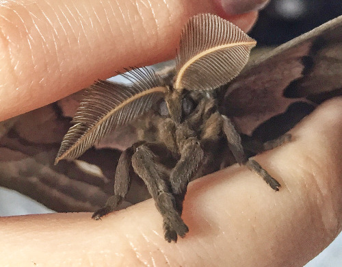 {ANTHERAEA POLYPHEMOUS}Photos of some of the Polyphemous moths I’ve raised! I love the subtle bits o