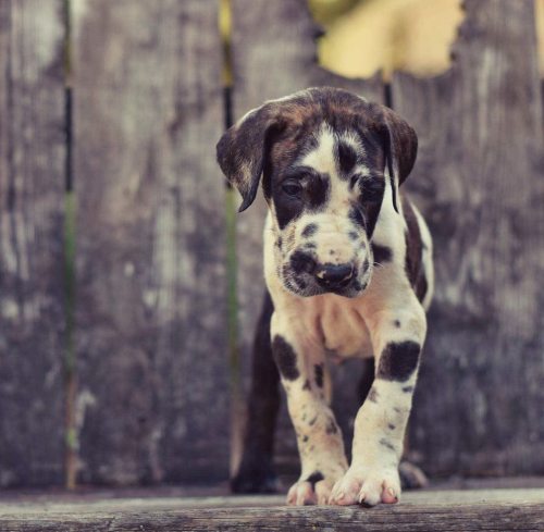 My new Great Dane puppy!