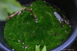 mijntuin:Moss is not a weed, moss is not