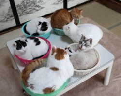 nekogamiteru:cute—animal—blog:  かご猫 Ｂｌｏｇ６つのかご  