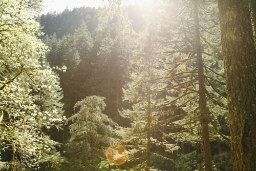 thenorthwestexplorer:  Sunlight on the Trail Location: Horsetail Falls Trail, Columbia River Gorge, OR Date: April 29th, 2014 