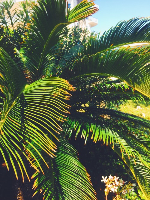 oceanmotions: vibes // my photo  tropical blog, i follow back all similar!  ❁❁ tropical blog, foll