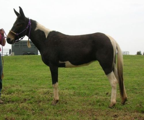 zooophagous:ainawgsd:Paint mules.The coats of mules come in the same varieties as those of horses. C