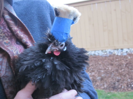 clickthefrog:  chickenkeeping:  draconym:  chickenkeeping:  yemenitehole:  lord-kitschener:  chickenkeeping:  chickenkeeping: whats the best way to trim the crest+beard of a silkie? this lady can barely see with all that floof!  apparently some people