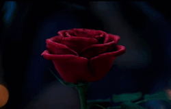 Mezaboy:  The Enchanted Rose+Belle
